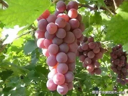 娛樂吃瓜醬葡萄娛樂,揭秘娛樂圈幕后故事與趣味瞬間