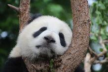 娛樂吃瓜大熊貓視頻下載,萌態(tài)可掬萌翻網(wǎng)友