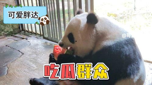 娛樂吃瓜大熊貓視頻下載,萌態(tài)可掬萌翻網(wǎng)友