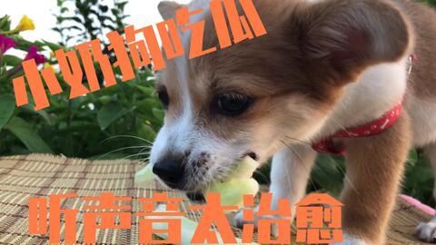 娛樂吃瓜菌小狗視頻,娛樂菌帶你領(lǐng)略萌寵歡樂時光