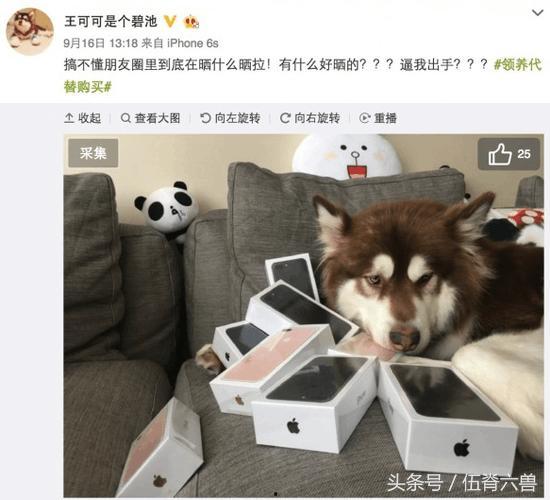 娛樂吃瓜菌小狗視頻,娛樂菌帶你領(lǐng)略萌寵歡樂時光