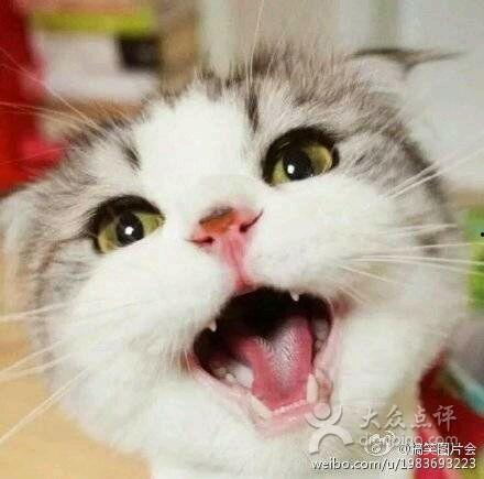 娛樂吃瓜君 折耳貓,折耳貓的神秘魅力與爭議