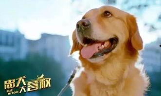娛樂(lè)吃瓜醬忠犬琪哥,娛樂(lè)吃瓜醬的忠實(shí)守護(hù)者