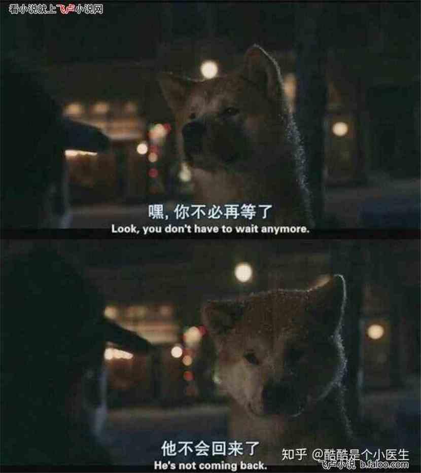 娛樂(lè)吃瓜醬忠犬琪哥,娛樂(lè)吃瓜醬的忠實(shí)守護(hù)者