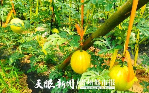 貴陽娛樂吃瓜,吃瓜群眾的熱門話題大盤點