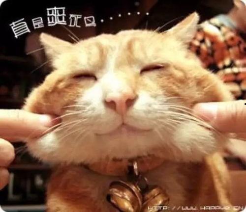 娛樂吃瓜醬貓學鳥走路,醬貓學鳥走路，揭秘動物界的趣味模仿